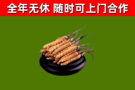 珲春烟酒回收冬虫夏草.jpg