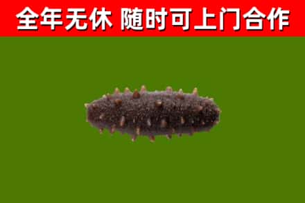 珲春烟酒回收干海参.jpg